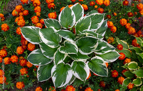 Host flower with white-green leaves grows in a flower bed in a country garden framed by red-orange marigold flowers. Sunlight. photo