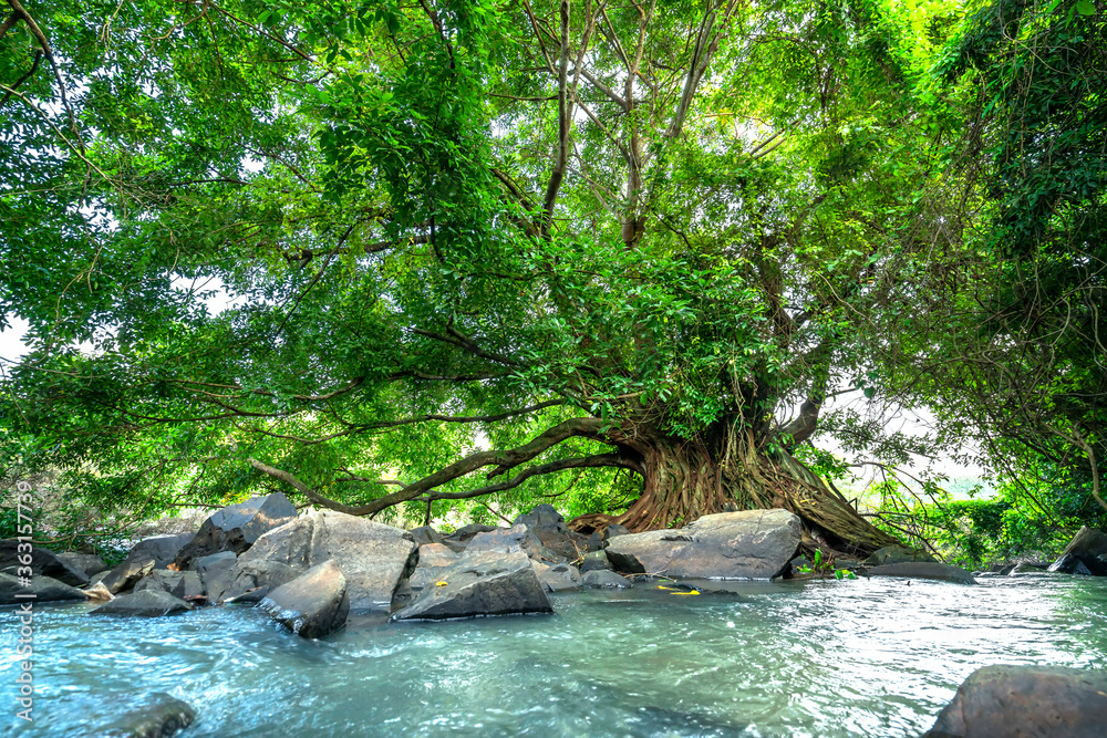 Ancient Ficus bengalensis grows by stream in a tropical forest. The