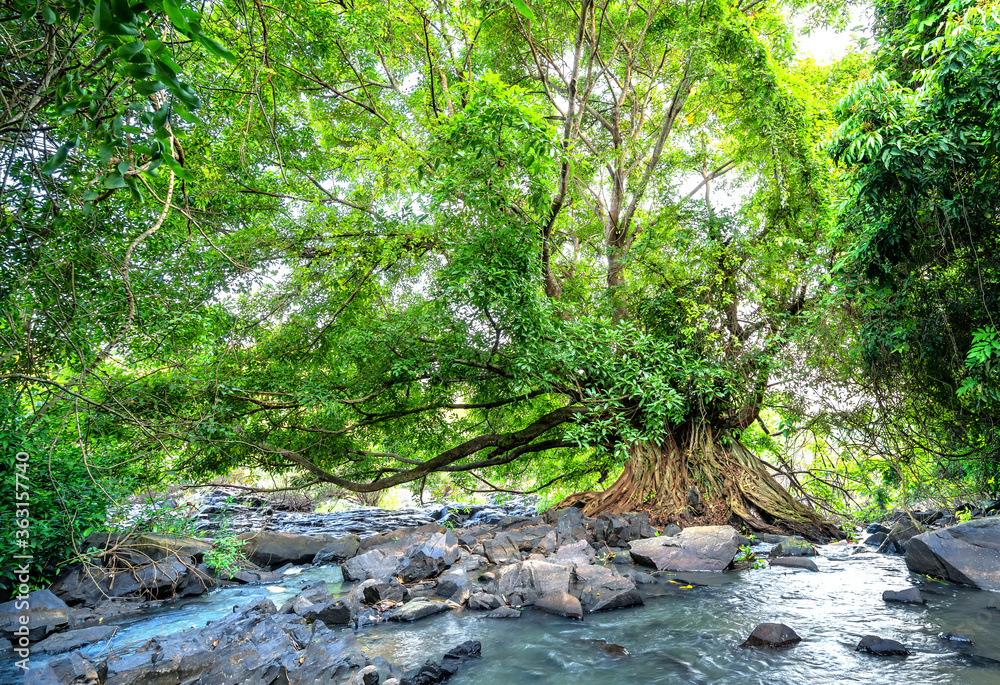Foto de Ancient Ficus bengalensis grows by stream in a tropical forest