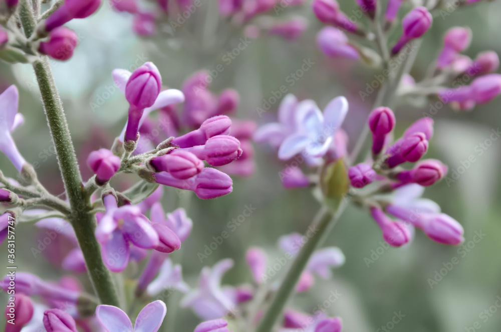Lilac flowers. Purple unopened buds. Immature. Branch of the bush.
