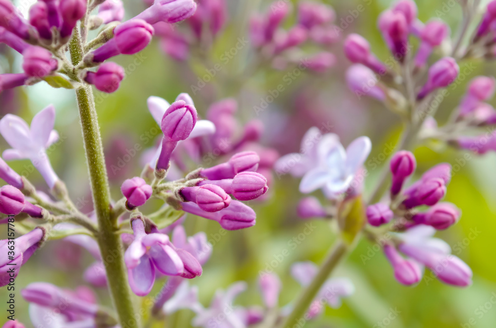 Lilac flowers. Purple unopened buds. Immature. Branch of the bush. Lilac flowers. Purple unopened buds. Immature. Branch of the bush.