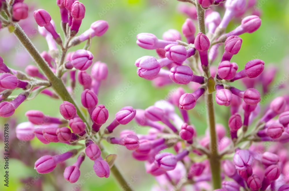 Fototapeta premium Lilac flowers. Purple unopened buds. Immature. Branch of the bush.