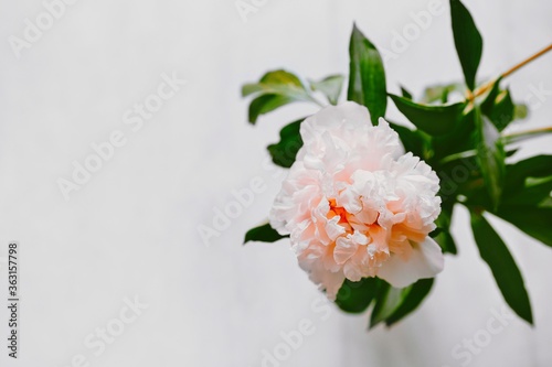 White and pink peony