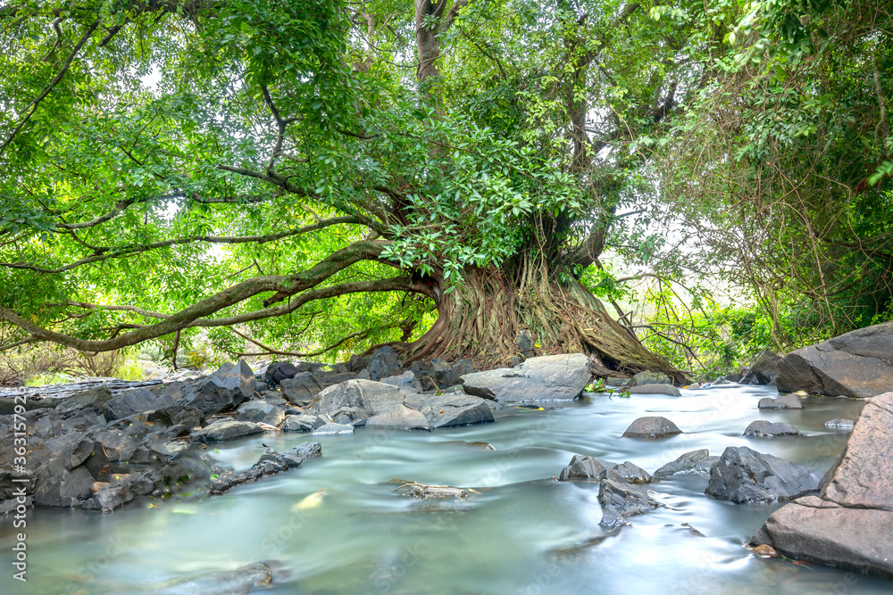 Ancient Ficus bengalensis grows by stream in a tropical forest. The