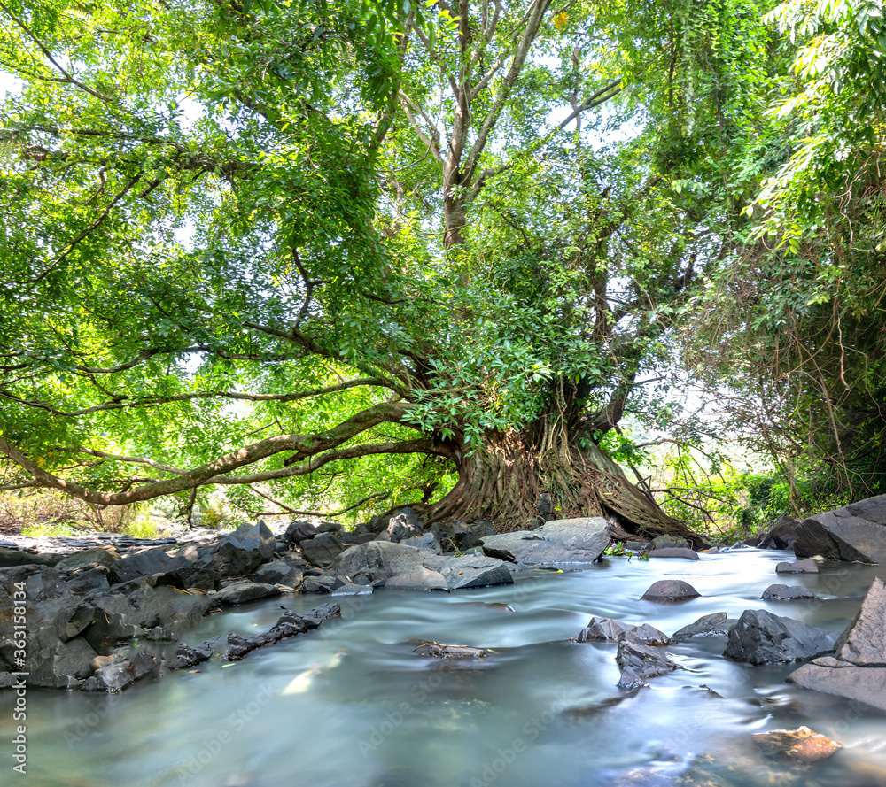 Ancient Ficus bengalensis grows by stream in a tropical forest. The