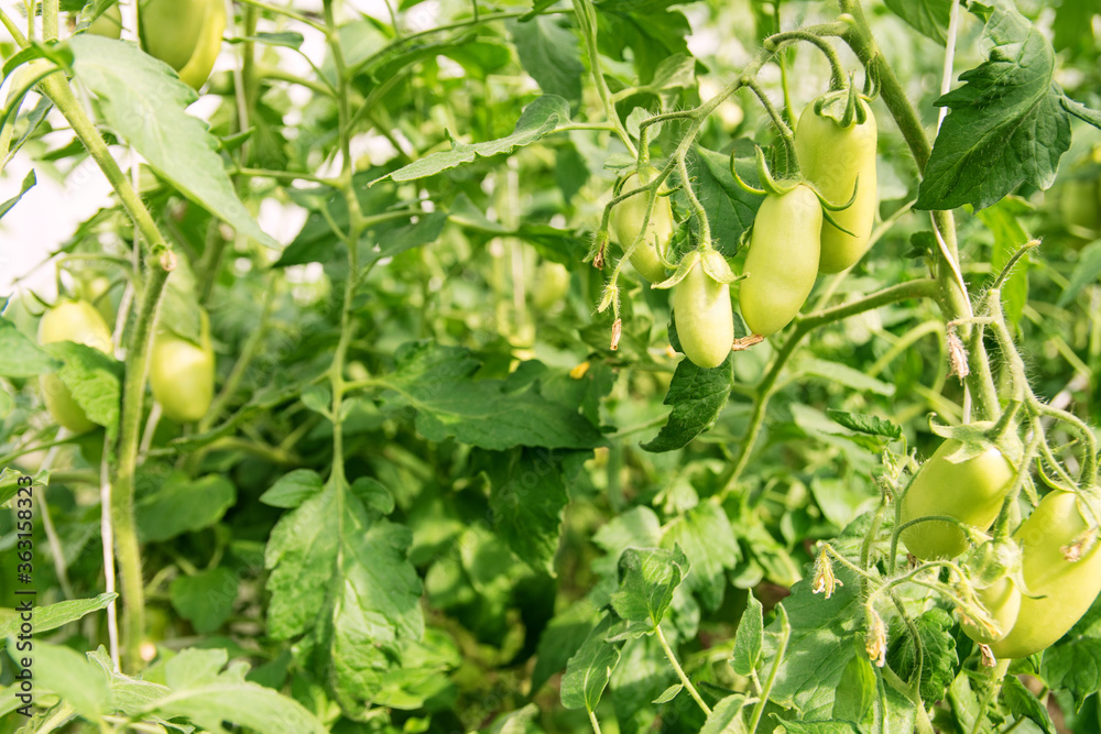 a bunch of green tomatoes hanging on a branch in a greenhouse a bunch of green tomatoes hanging on a branch in a greenhouse