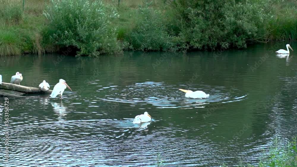 Flock of Estern White Pelicans in the water Flock of Estern White Pelicans in the water