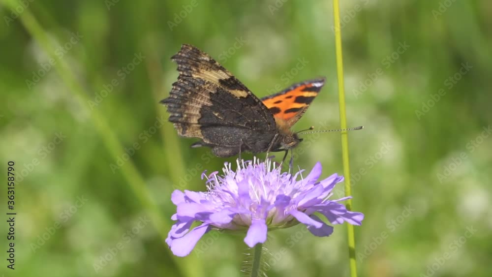 North American Monarch Butterfly (Danaus Plexippus) gathering pollen
North American Monarch Butterfly (Danaus Plexippus) gathering pollen