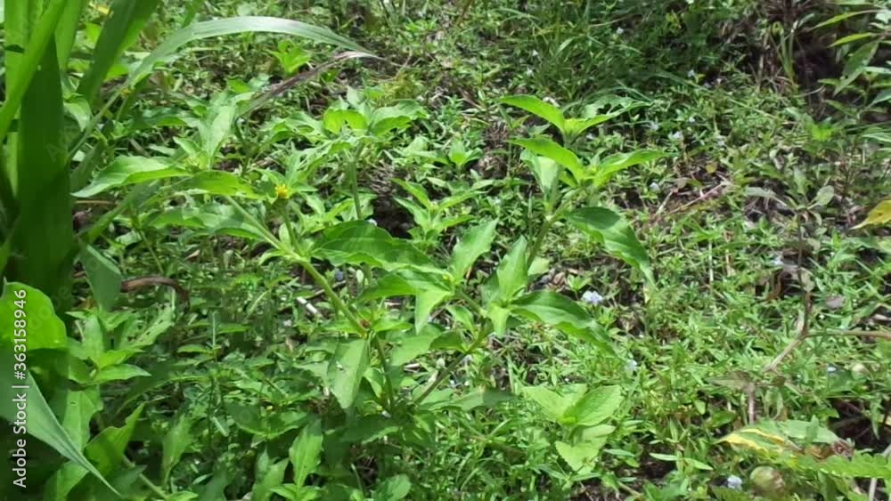 Node weed (also known Synedrella nodiflora, synderella weed) with a natural background. Node weed (also known Synedrella nodiflora, synderella weed) with a natural background.