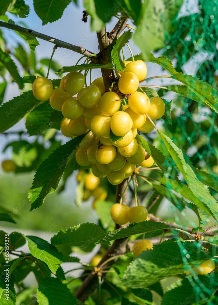 juicy yellow cherries on a tree branch, cherries covered with a green net, protection against birds, in the summer garden