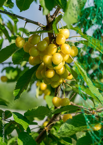 juicy yellow cherries on a tree branch, cherries covered with a green net, protection against birds, in the summer garden