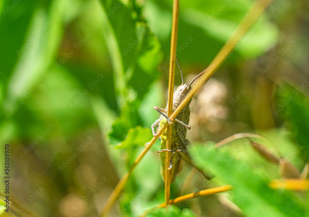 Grasshopper in disguise Grasshopper in disguise