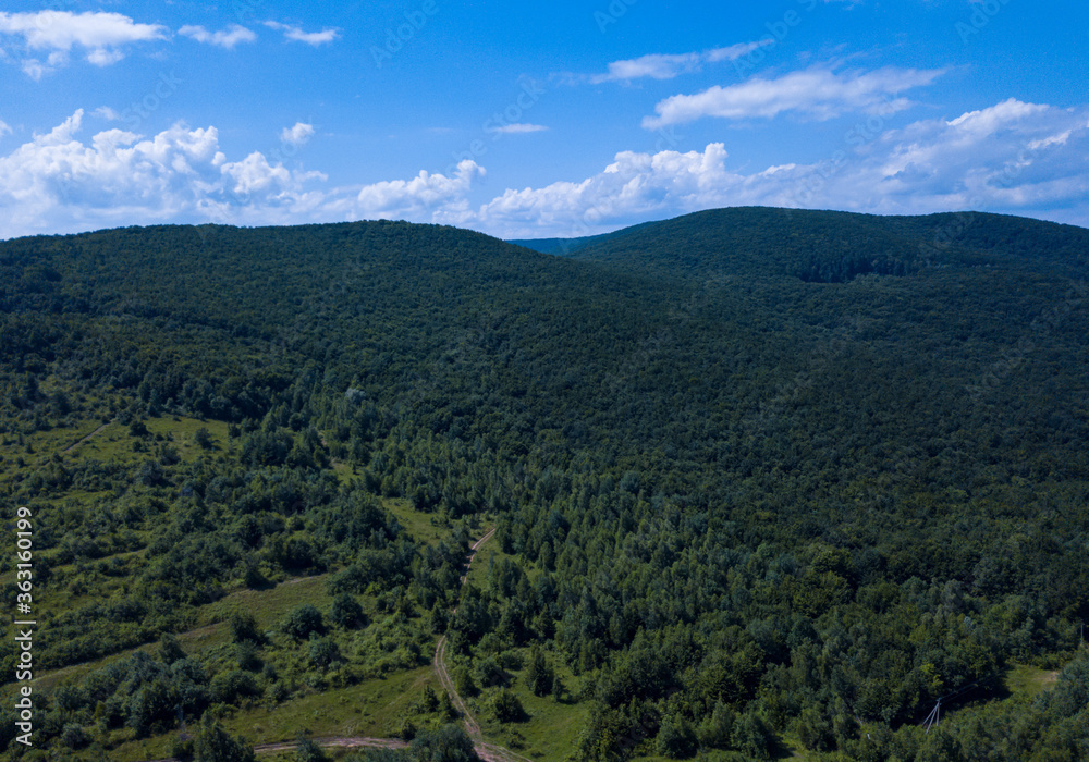 Green trees in carpathian mountines