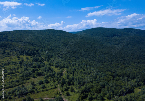 Fototapeta Naklejka Na Ścianę i Meble -  Green trees in carpathian mountines
