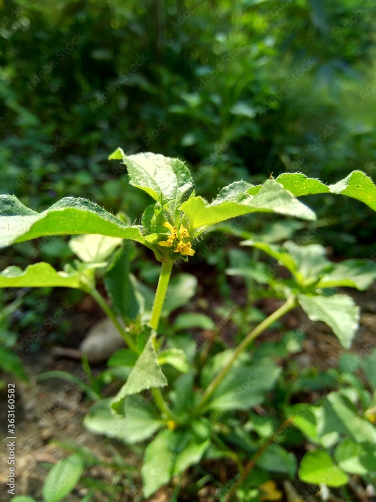 Node weed (also known Synedrella nodiflora, synderella weed) with a natural background. Node weed (also known Synedrella nodiflora, synderella weed) with a natural background.