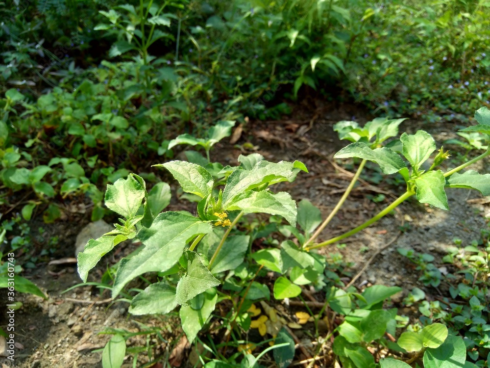 Node weed (also known Synedrella nodiflora, synderella weed) with a natural background. Node weed (also known Synedrella nodiflora, synderella weed) with a natural background.