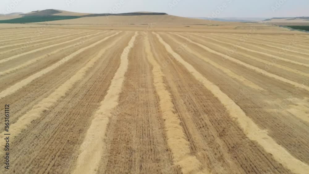 Aerial view in yelllow fields of Spain. Drone Footage Aerial view in yelllow fields of Spain. Drone Footage