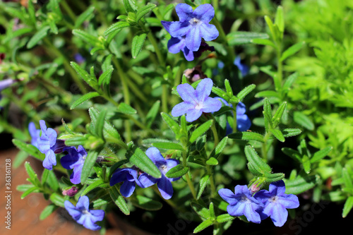 Cluster of blue lobelia flowers