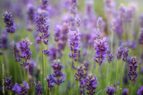 Purple lavender flowers field at summer with burred background. Close-up macro image.