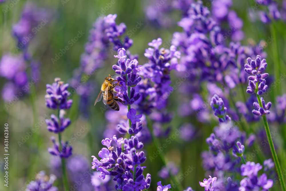 Working day in the nature. Diligent bee harvest the pollen from purple lavender flower for making honey at summer. Close-up macro image wit blurred background. Working day in the nature. Diligent bee harvest the pollen from purple lavender flower for making honey at summer. Close-up macro image wit blurred background.