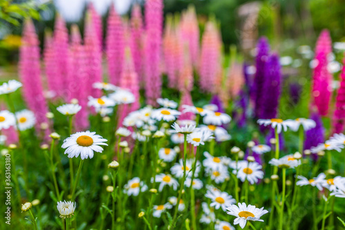 Blooming daisies and lupine in a flower garden.