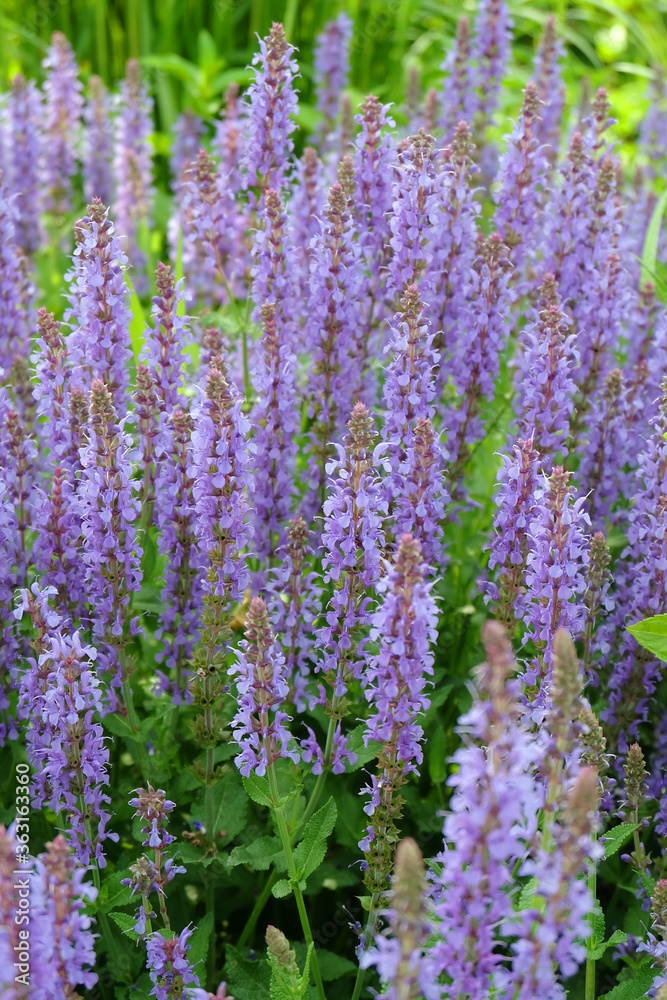 Purple Salvia flowers on the flowerbed, macro photo, selective focus, blurred background. Purple Salvia flowers on the flowerbed, macro photo, selective focus, blurred background.
