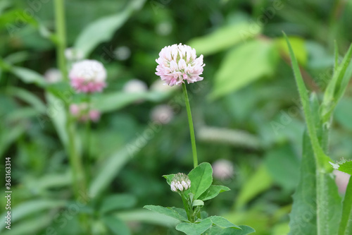 Hybrid clover  or Pink clover  or Swedish clover  Latin Trif  lium hybr  dom  in a glade in summer  macro photography  selective focus.