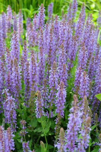 Purple Salvia flowers on the flowerbed, macro photo, selective focus, blurred background.