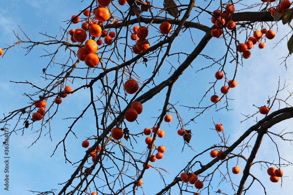 Ripe orange Korean persimmons on the tree againt the blue sky in autumn, South Korea Ripe orange Korean persimmons on the tree againt the blue sky in autumn, South Korea