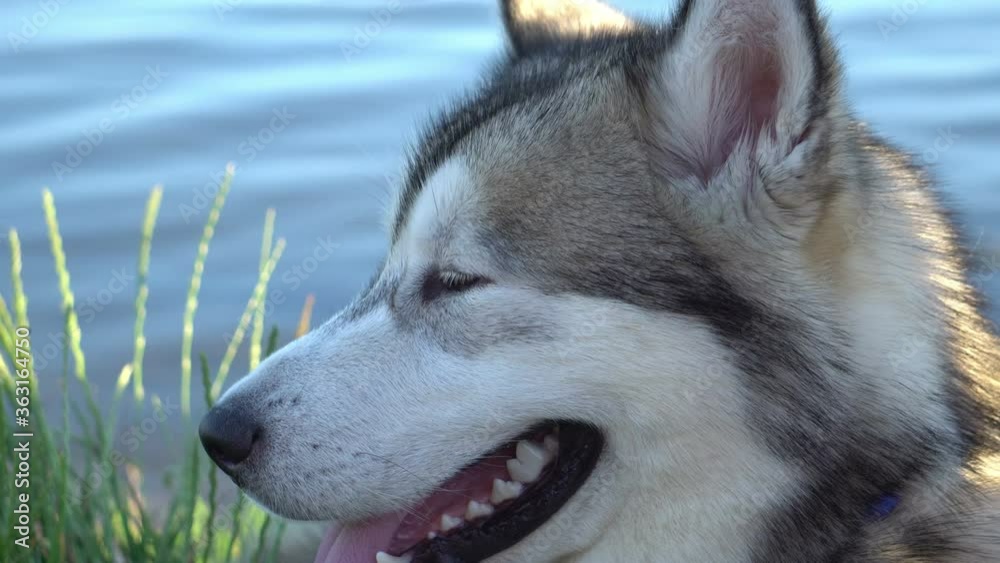 cute malamute outdoor cute malamute outdoor