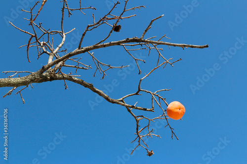 One ripe orange Korean persimmon on the tree againt the blue sky in autumn, South Korea