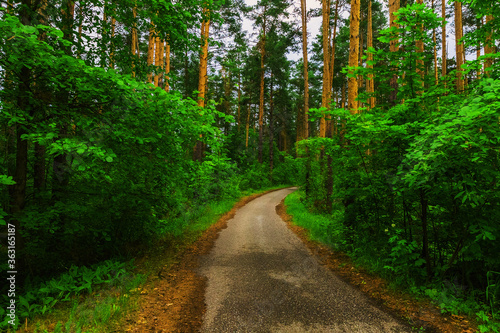 Road through coniferous forest