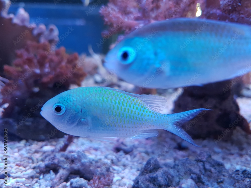 The Blue-green chromis on the aquarium