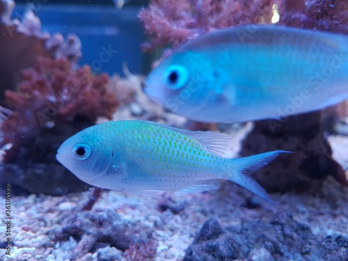 The Blue-green chromis on the aquarium © Aleksandra