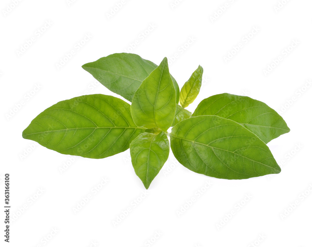 Andrographis paniculata plant on white background Andrographis paniculata plant on white background