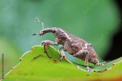 weevils inhabit nature