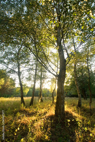 Rays of the rising sun in the forest 