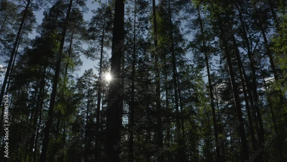 Sunlight behind the trees in a forest during sunset. Sunlight behind the trees in a forest during sunset.