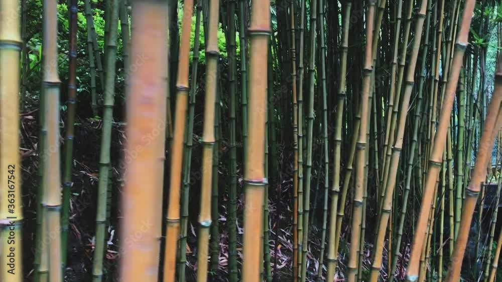 Forest of tall bamboo trunks. Handheld. Dolly right. Forest of tall bamboo trunks. Handheld. Dolly right.