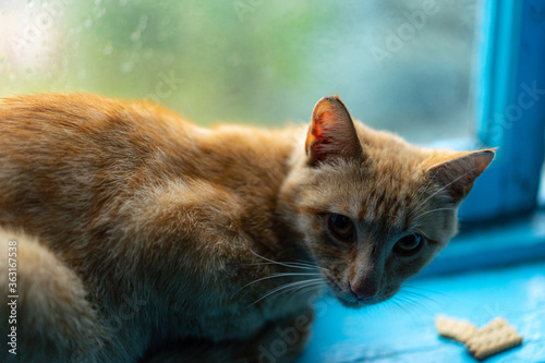 Slika na platnu Ginger cat near the wet window