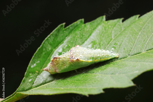 chrysalis of common cabbage worm on green leaves