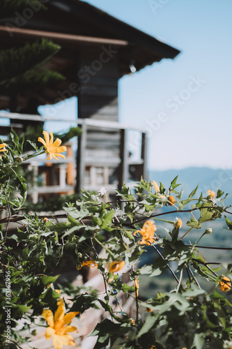 Yellow flowers that have the backdrop of the house and mountains