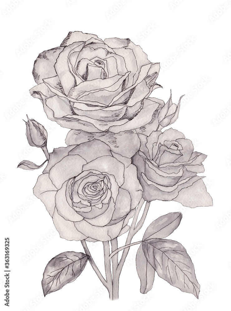Watercolor illustration of black. white and grey bouquet of roses for design on white isolated background Watercolor illustration of black. white and grey bouquet of roses for design on white isolated background