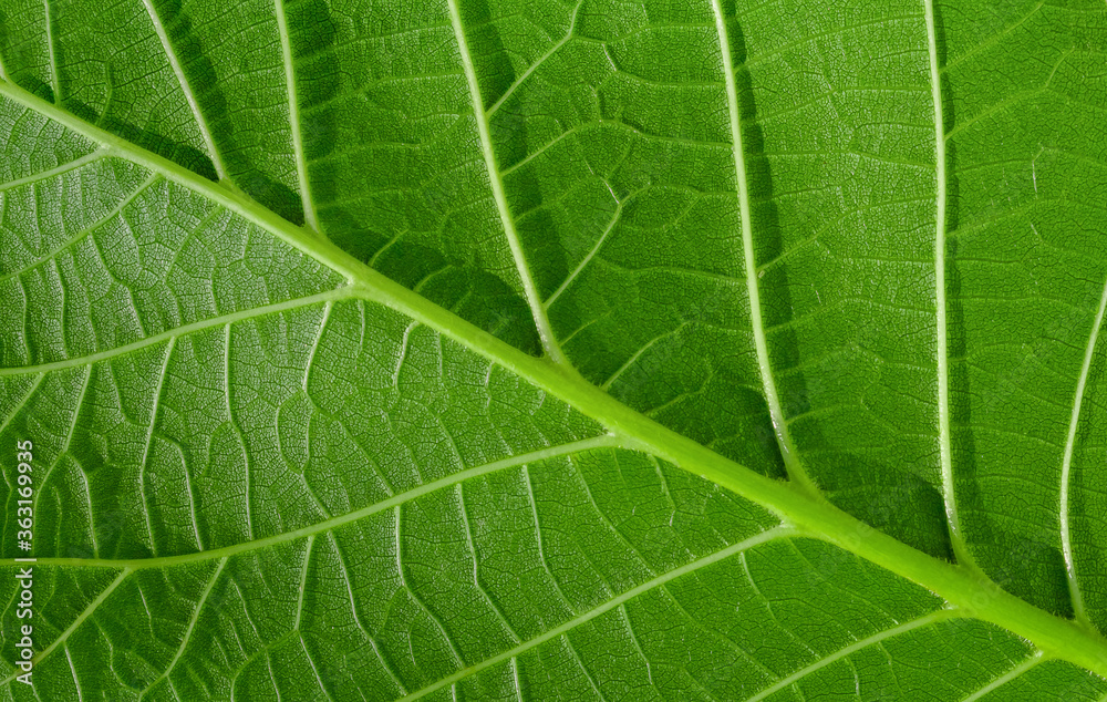 Green background with walnut leaf, leaf vein close up Green background with walnut leaf, leaf vein close up