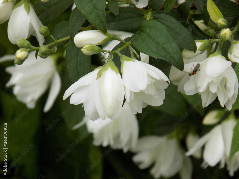 Sunny day. A jasmine bush blooms. Sunny day. A jasmine bush blooms.