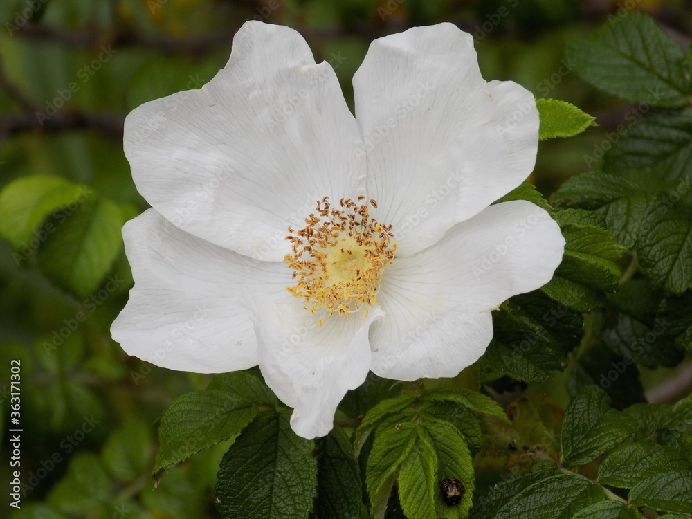 Obraz premium Sunny day. White rosehip blooms.