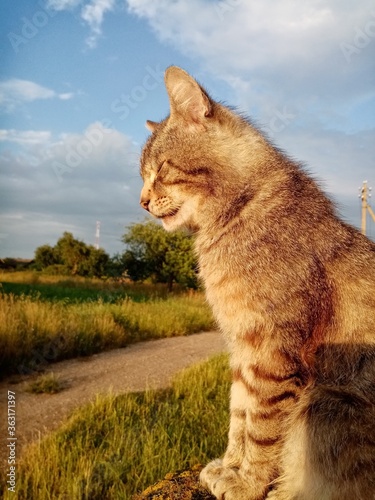 cat in the grass © Юлия Прокопчик