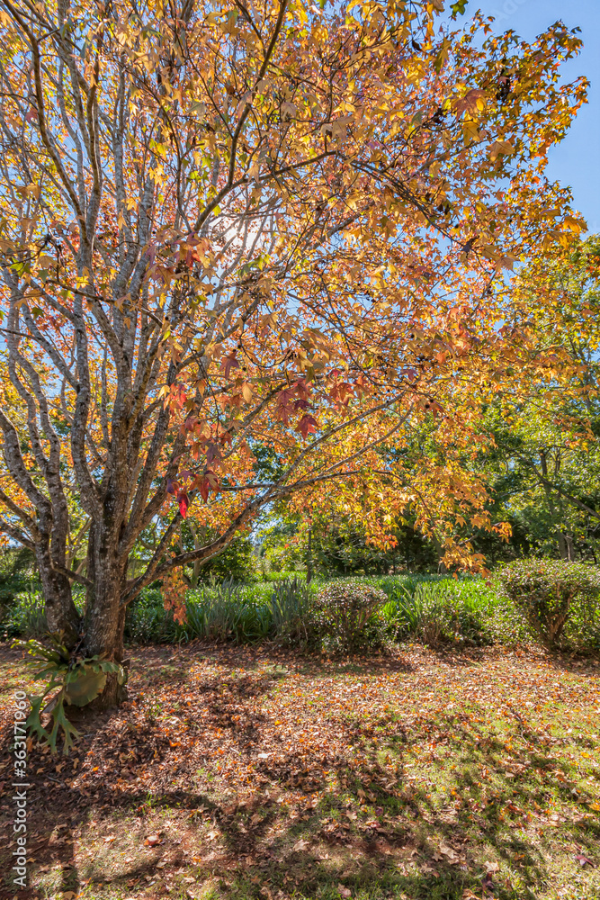 autumn trees 