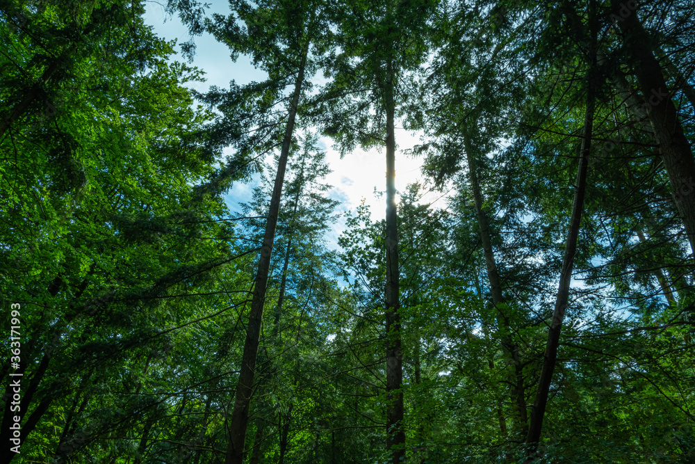 Fototapeta premium Upward shot of a forest 
