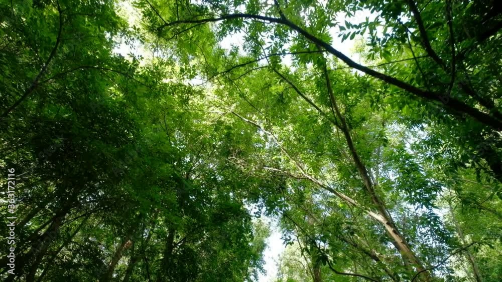 Looking up into a beautiful leaf canopy of tree tops in summer while walking along with the camera on a gimbal in a deciduous forest. Seen in Germany in July.
